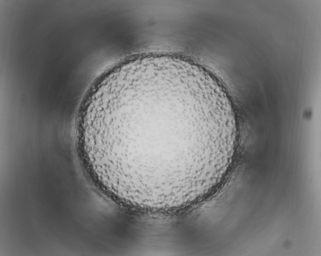 X0000116310632201001111139