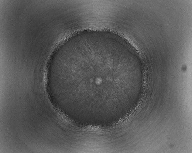 X0000116310685201001111139