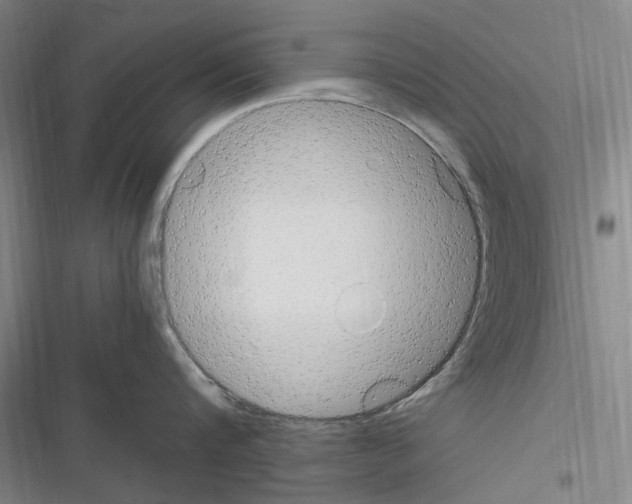 X0000116310816201001111137