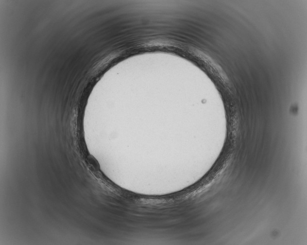 X0000116310825201001111136