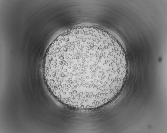 X0000116310906201001111136