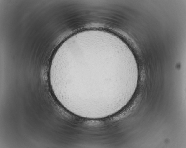 X0000116310929201001111135