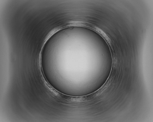 X0000116321386200912091010