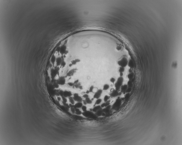 X0000116320385201001131008