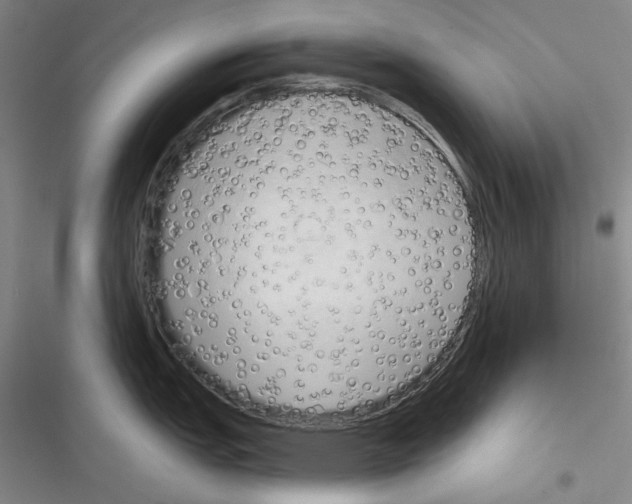 X0000116321151201001130958