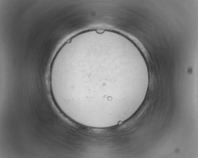 X0000116321295201001130955