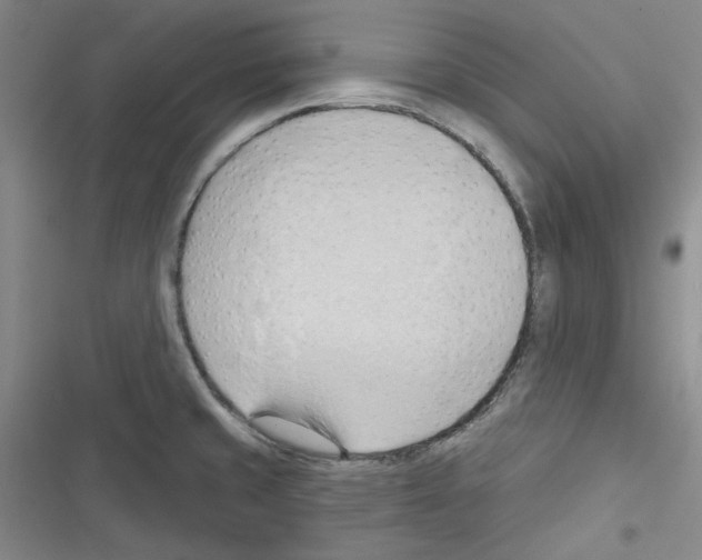 X0000116321429201001130954