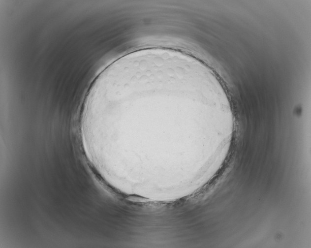 X0000116321521201001130953