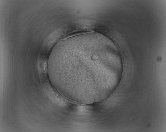 X0000116330336200912151311