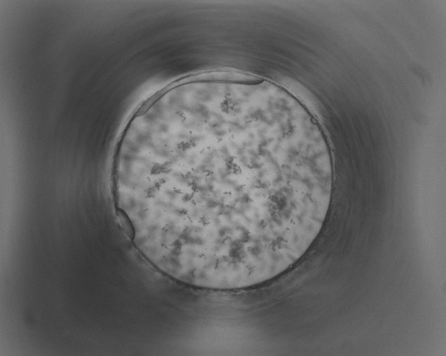 X0000116331104200912291548