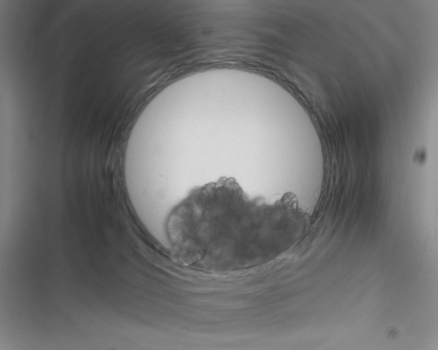 X0000116330036201001131033