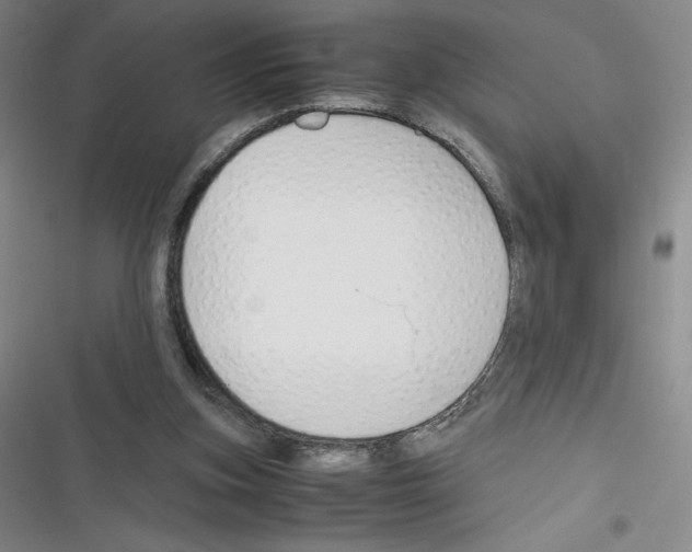 X0000116330155201001131031