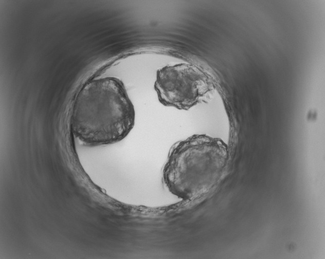 X0000116330337201001131029