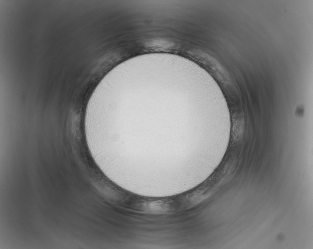 X0000116330365201001131029