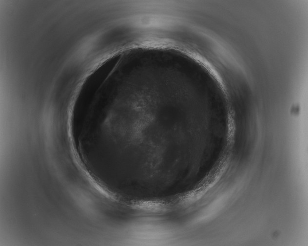 X0000116330581201001131026