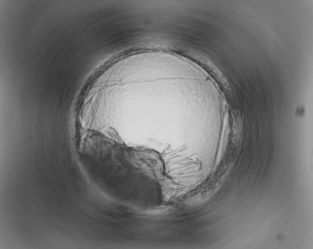 X0000116330629201001131025