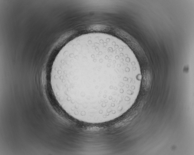 X0000116330734201001131024