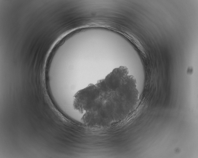 X0000116330784201001131023
