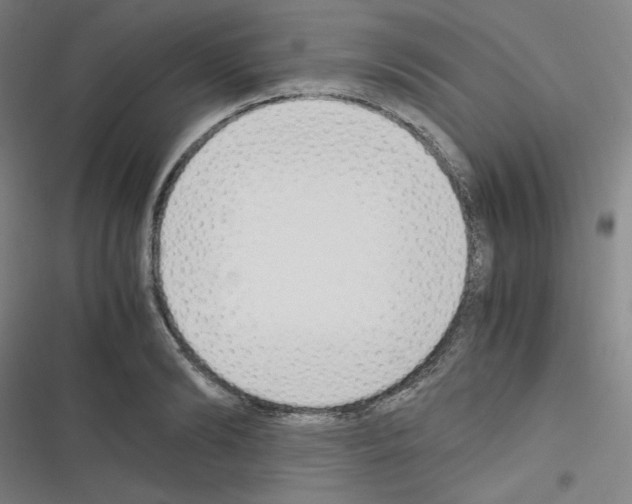 X0000116330894201001131022