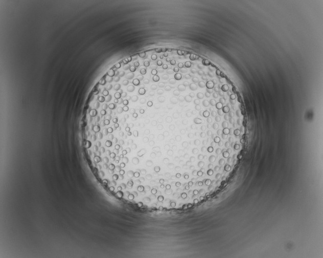 X0000116330906201001131022
