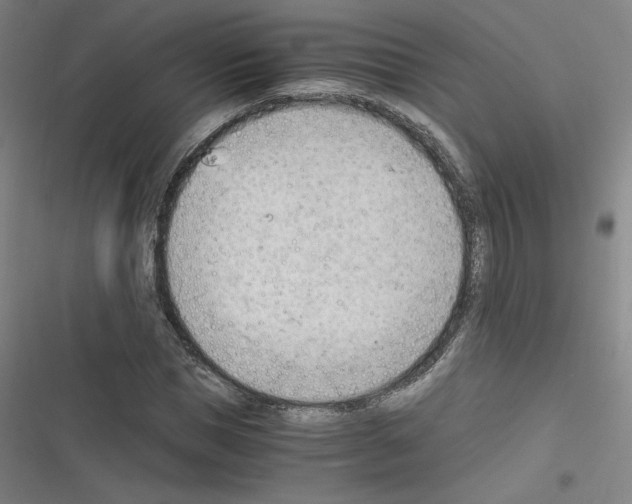 X0000116330921201001131021
