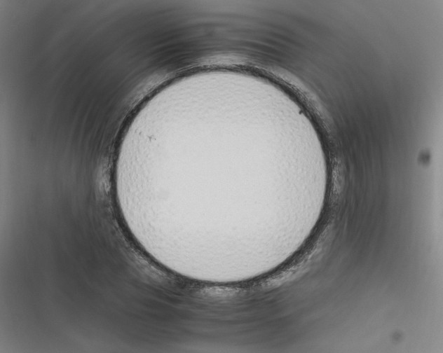 X0000116330929201001131021