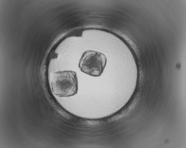 X0000116330933201001131021