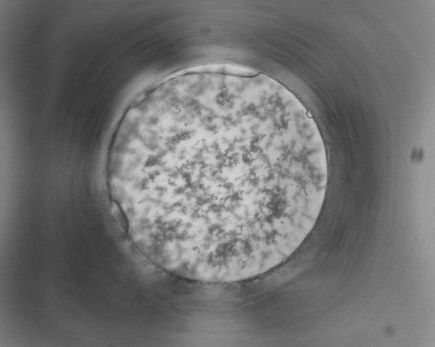 X0000116331104201001131019