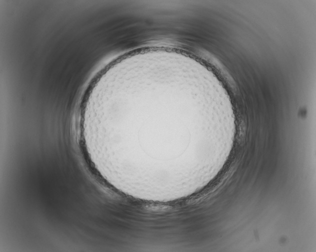 X0000116331323201001131016