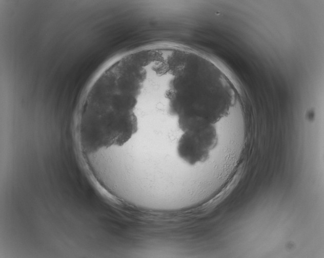 X0000116331438201001131015