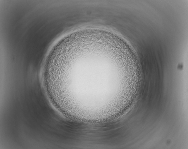 X0000116331511201001131013