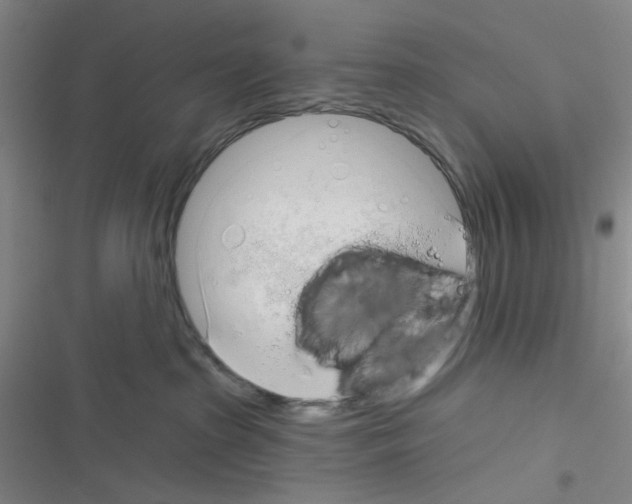 X0000116340285201001131052