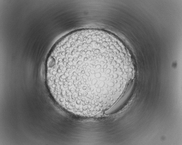 X0000116340838201001131043