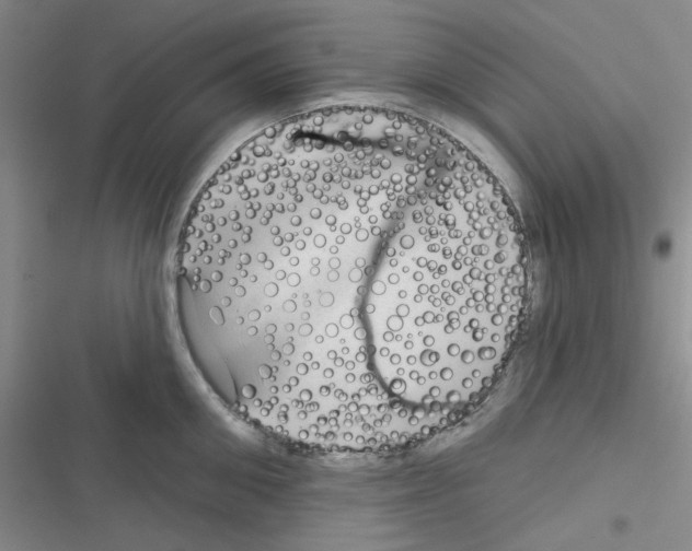 X0000116340906201001131043