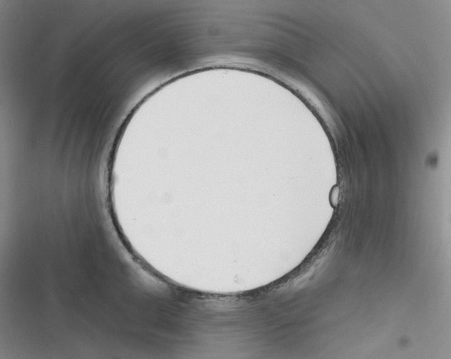 X0000116340999201001131041