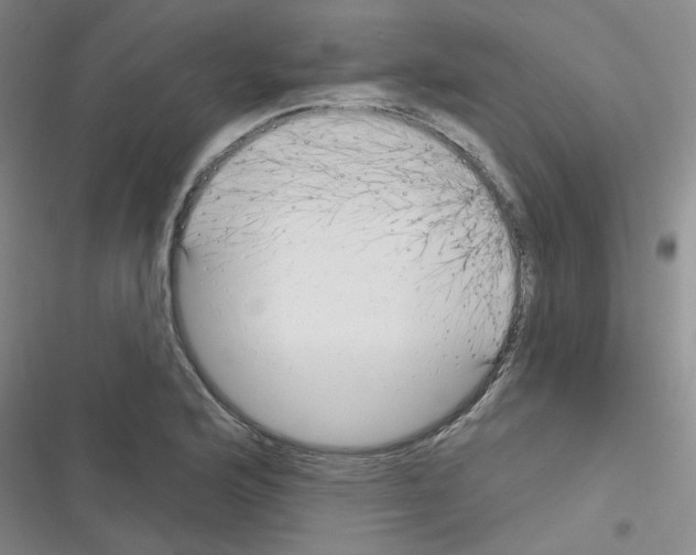 X0000116341176201001131039