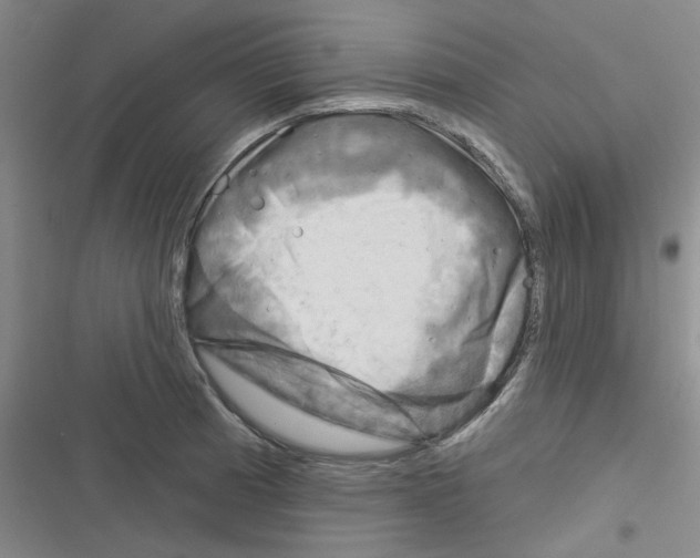 X0000116341185201001131039