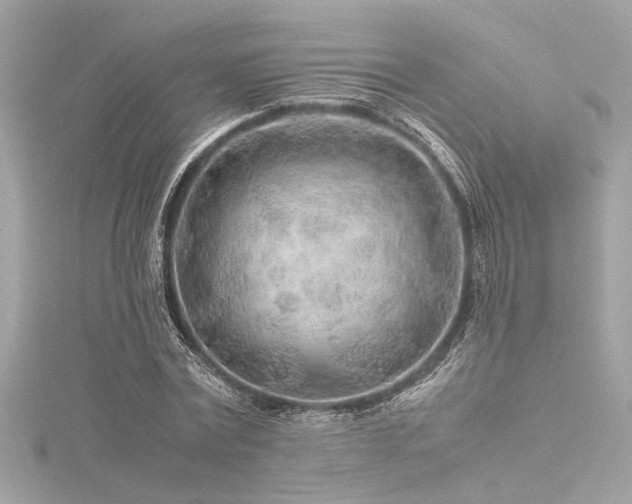 X0000116350779200912011409