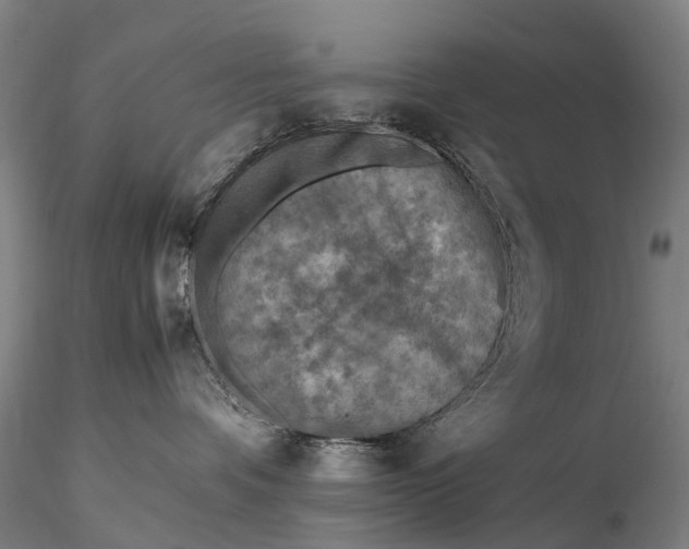 X0000116350336200912151357