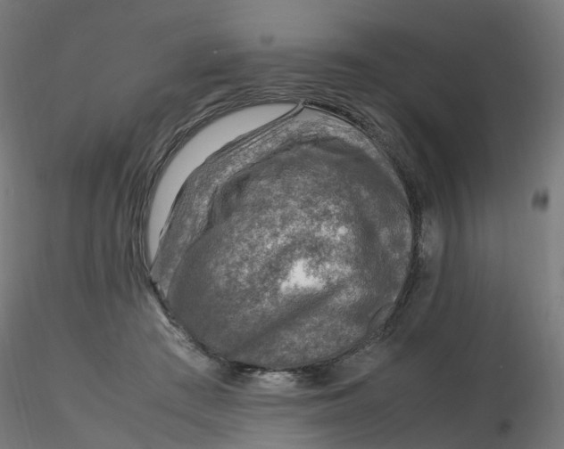 X0000116350409200912221506