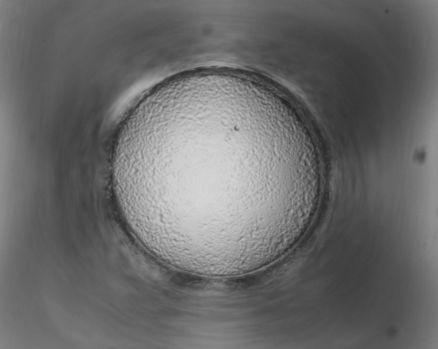 X0000116351359200912221453