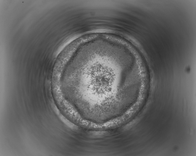 X0000116351425200912221452