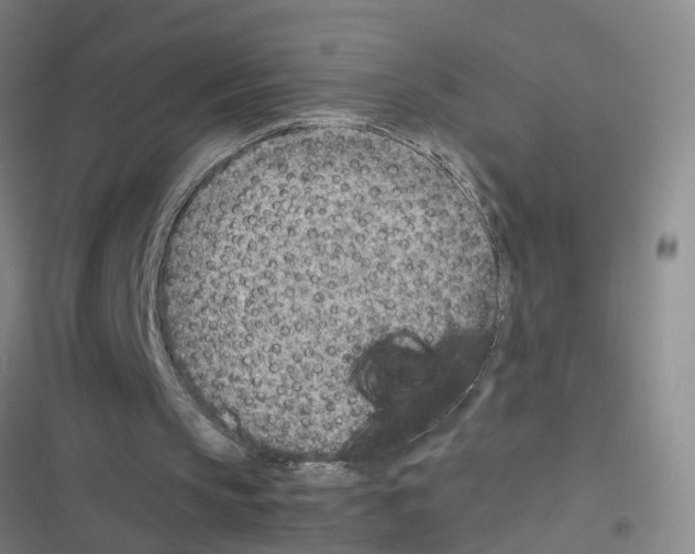 X0000116350145201001131113
