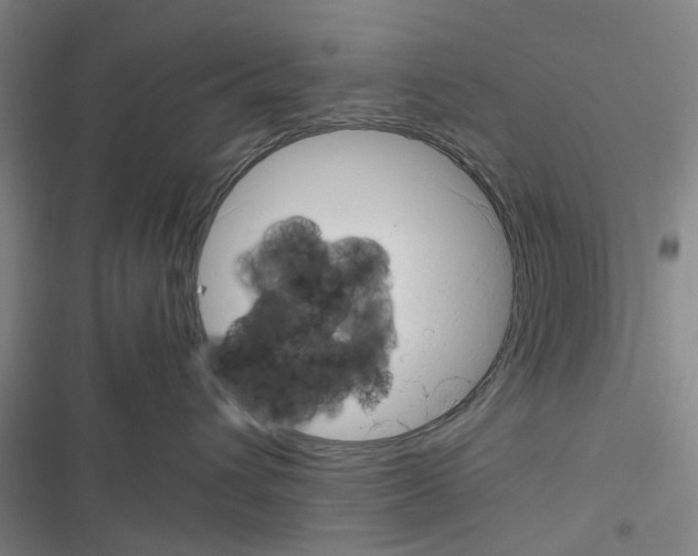 X0000116350432201001131110