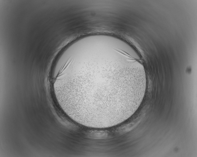 X0000116350443201001131109