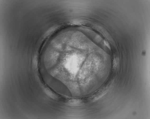 X0000116350444201001131109