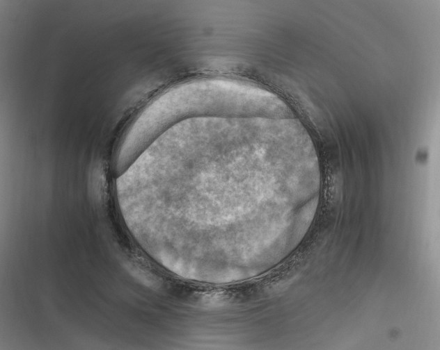 X0000116350688201001131106