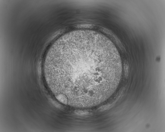 X0000116350729201001131105