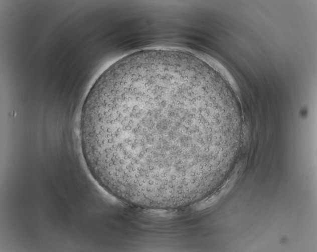 X0000116350855201001131105