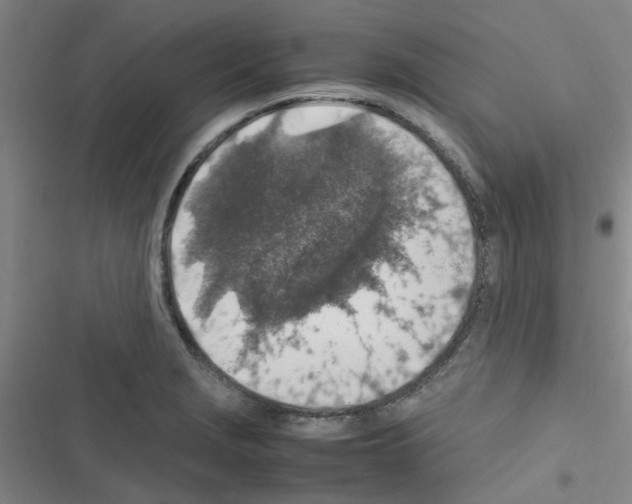 X0000116351229201001131059